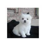 Maltese Puppy for free adoption